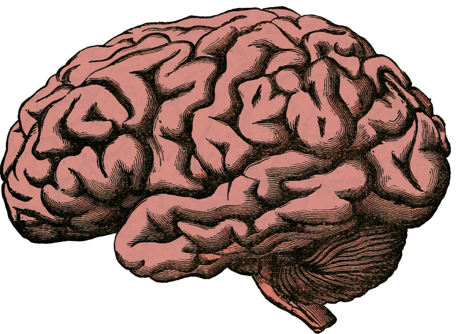 holdendrils-brain-512758_1920